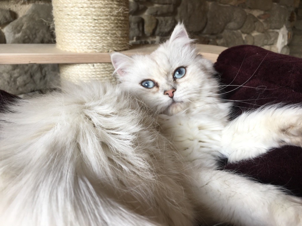 British Shorthair et Longhair - CH. mcb'cats Nothing but snow