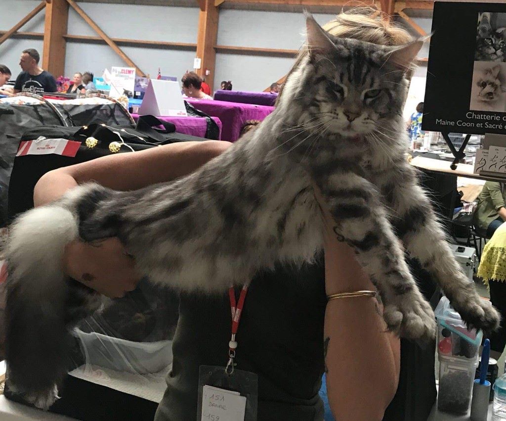 Maine Coon - CH. country gulliver's Jessman