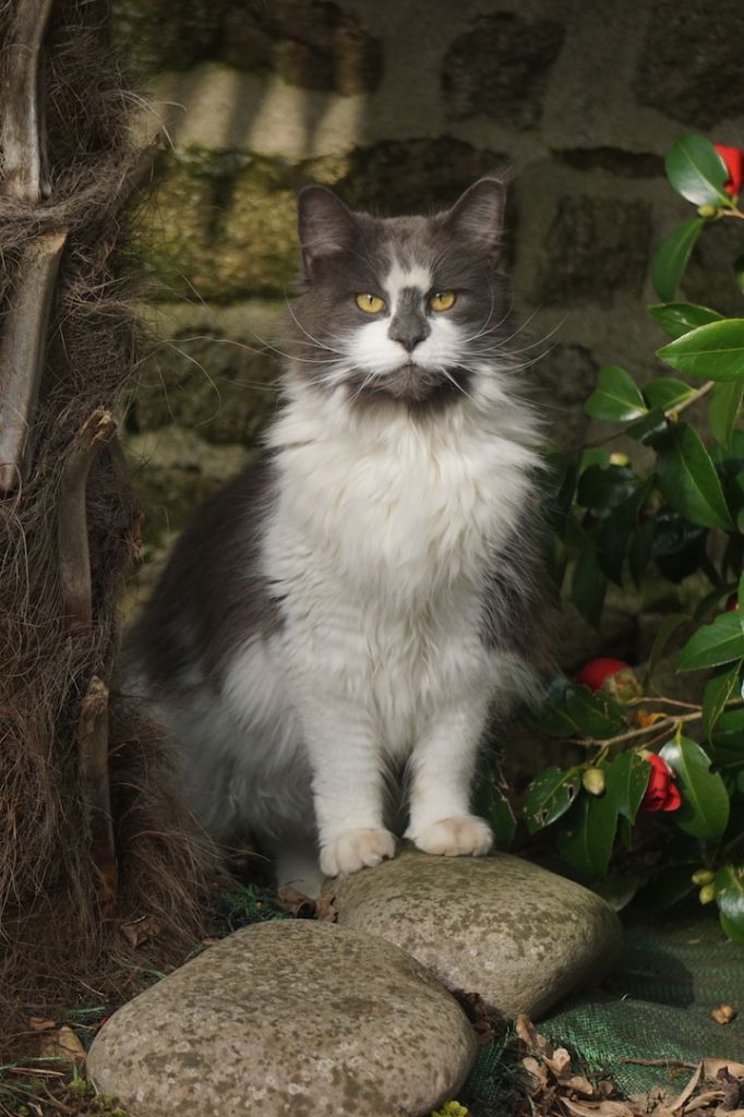 Maine Coon - Pepper potts Des Chats de Kerma