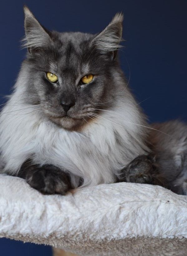 Maine Coon - tri d Jordan