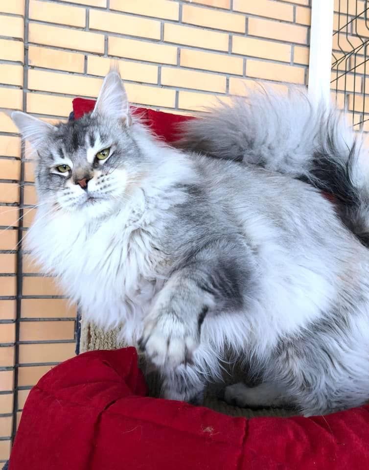 Maine Coon - sharmmuar Talisman of respectcoon