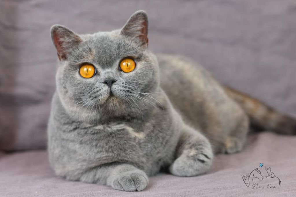 British Shorthair et Longhair - cancion de cuna Hakuna matata