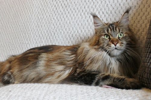 Maine Coon - Never alone caramellocoon