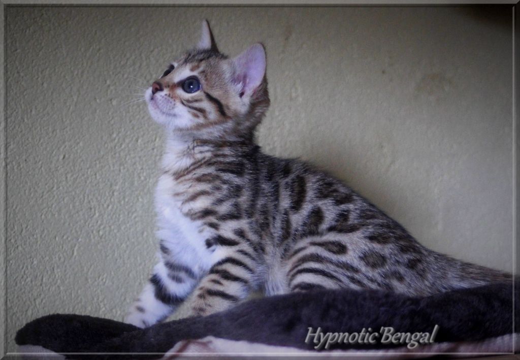 Hypnotic'Bengal Paloma