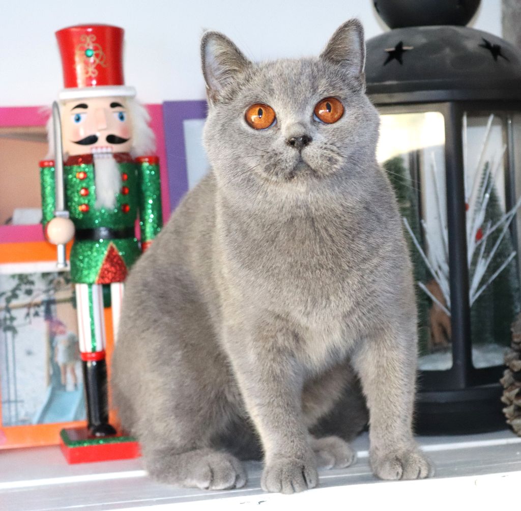 Agathe de Life Cats