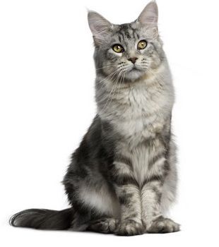 Maine Coon - holdermaines Forrest gump