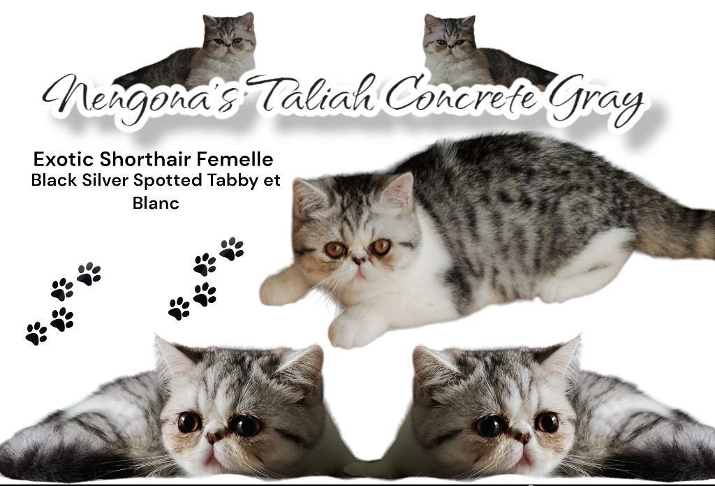 Exotic Shorthair - Nengona's Taliah concrete gray