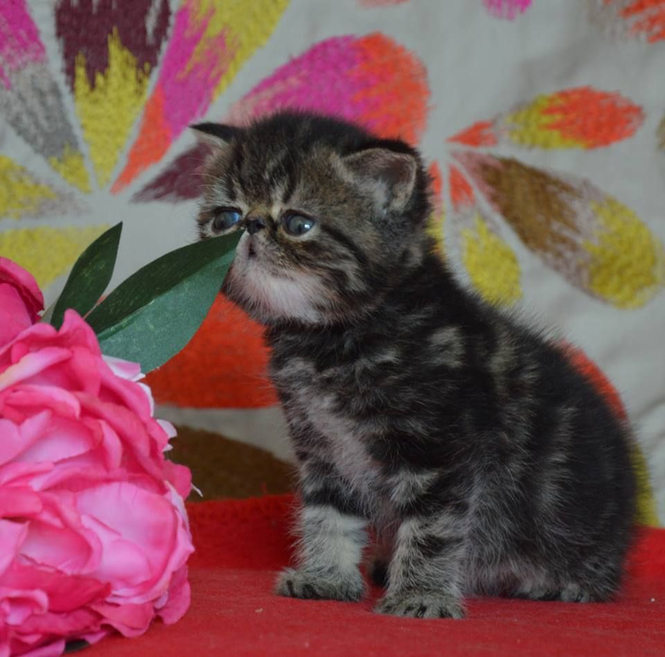 Exotic Shorthair - o' Koikokoro  du Pairi Daeza