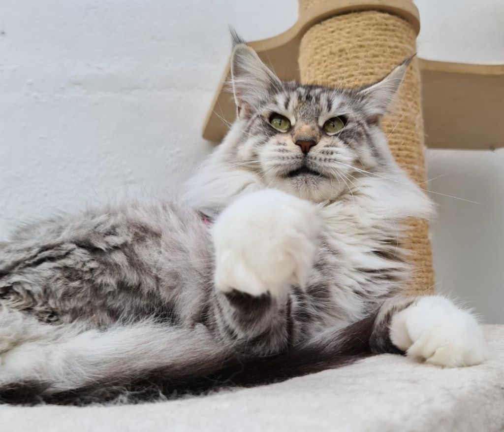 Maine Coon - Okini Des Miamours