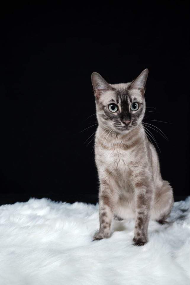 CH. Stella baccarat bengal