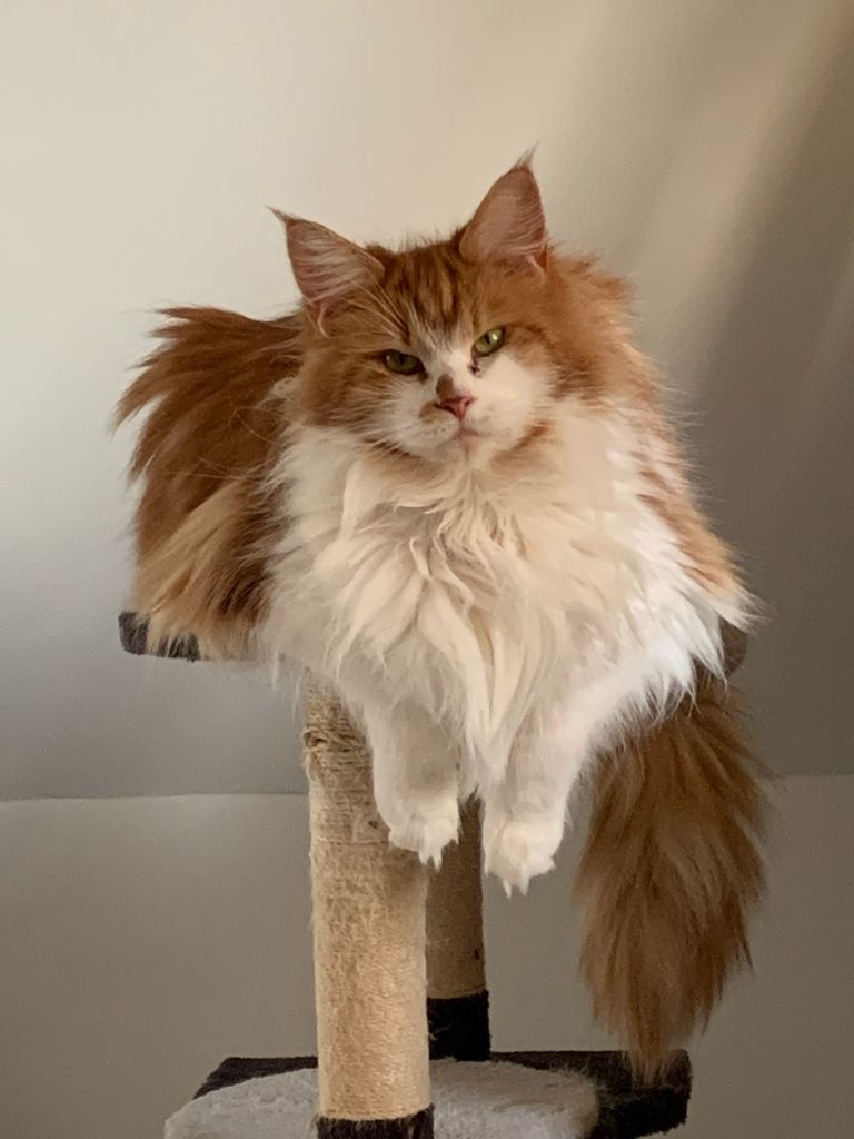 Maine Coon - Relax Of Wild's River