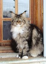 Maine Coon - of roswell Sissi princesse pp