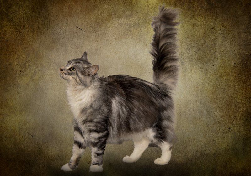 Maine Coon - Mayla kevan-cat