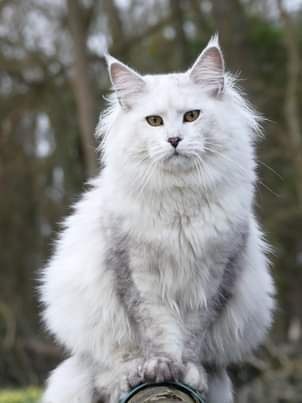 Maine Coon - CH. ermionida FLAVIUS