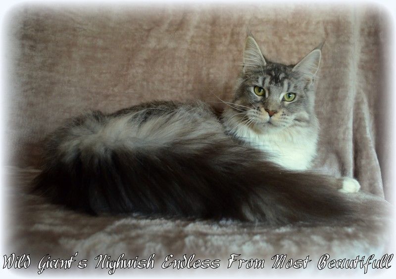 Maine Coon - CH. Wild Giant's Nightwish endless from most beautifull