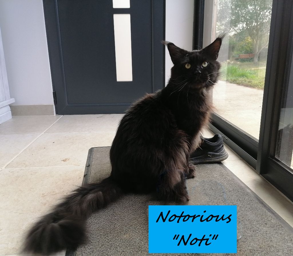 Maine Coon - Notorious du bas armagnac