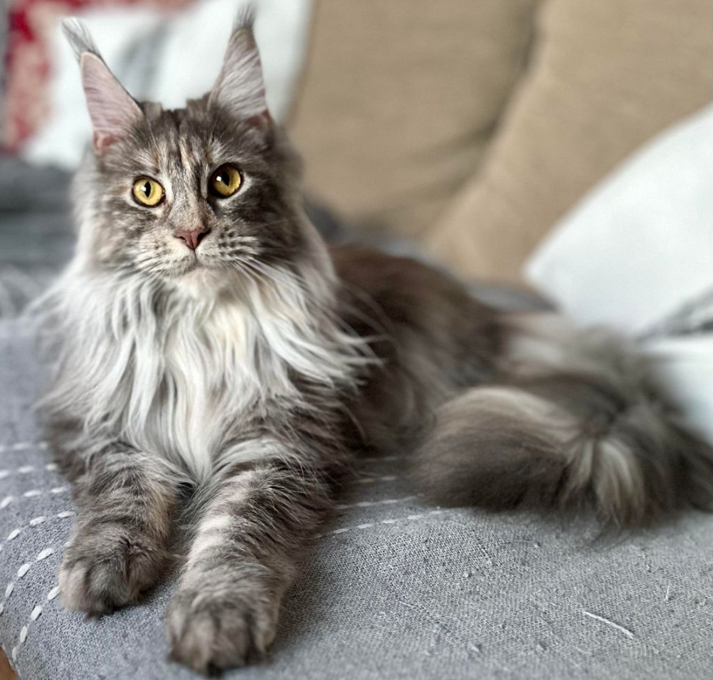 Maine Coon - Tiana Des Coons Bellille