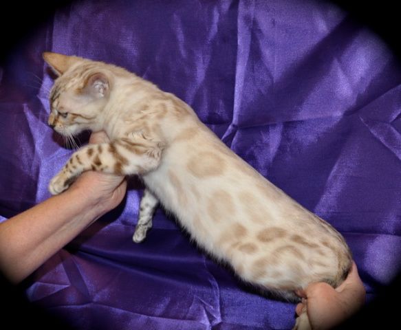 Bengal - glitterglam Clouded snow