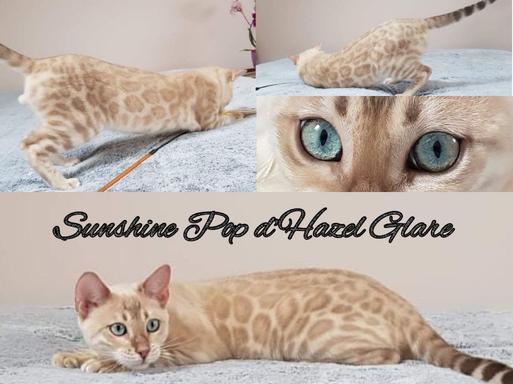 Bengal - Sunshine pop de hazel glare