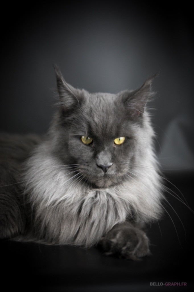 Maine Coon - CH. Naavii Mist Of Avalon