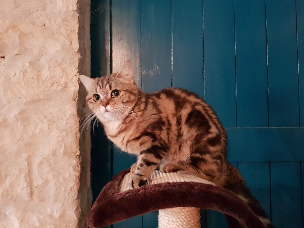 British Shorthair et Longhair - Obsidienne D'Ombre Et De Lumière