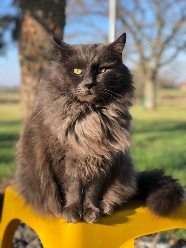 Les Maine Coon de l'affixe Mad in Mana