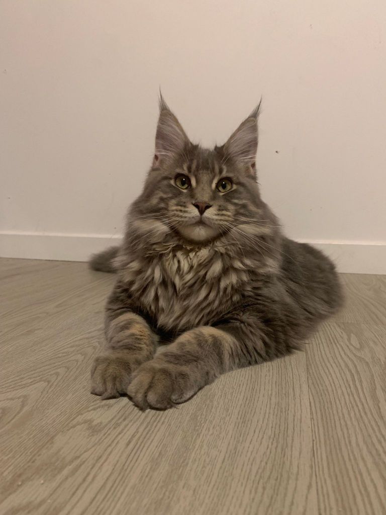 UPPER D'Astra Mainecoon