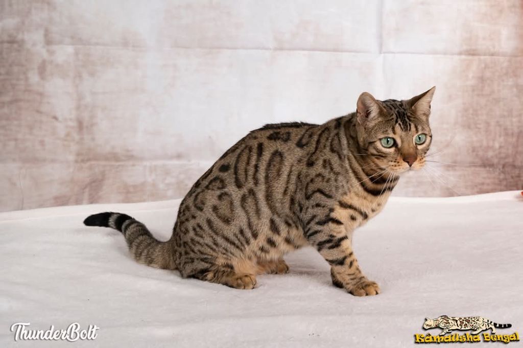 CH. Thunderbolt De Kâmausha Bengal