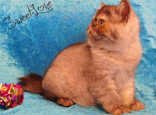 Exotic Shorthair - The Sweet Love Oup's kimmy