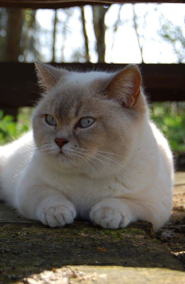 British Shorthair et Longhair - Iga kokietka ambrusalbri