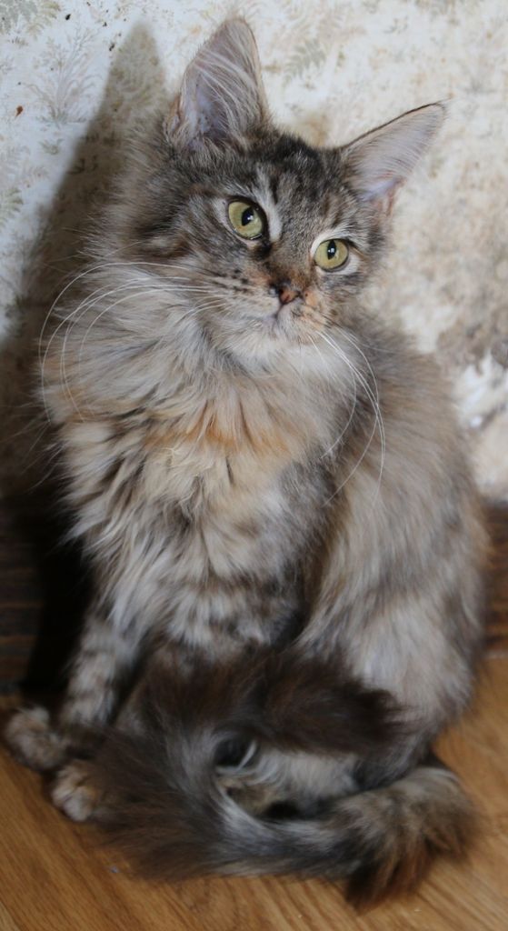 Maine Coon - bestcoon's Milady