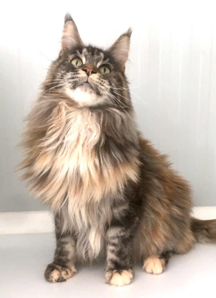 Maine Coon - Prada laguna leo