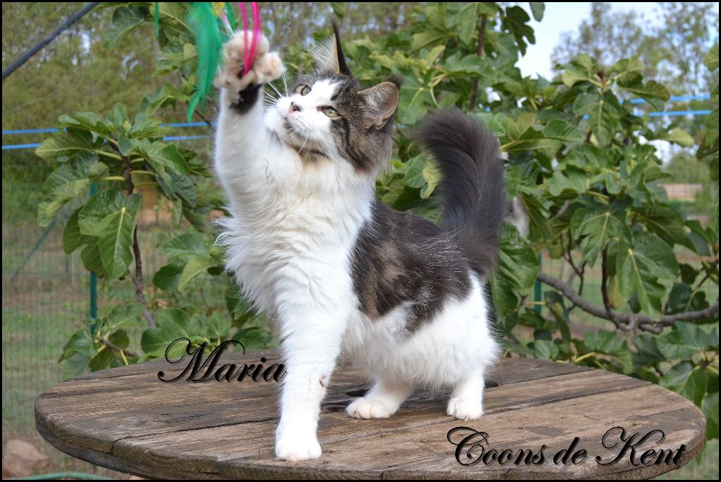 Maine Coon - Maria pp Sans Affixe