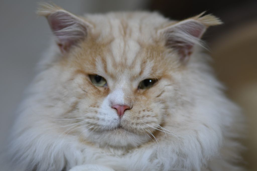 Maine Coon - CH. Moogly De La Quinta Do Gato