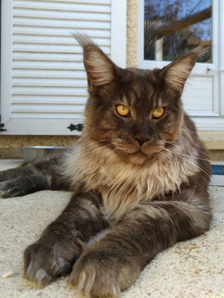 Maine Coon - Naoki  Du Domaine Du Vannetin