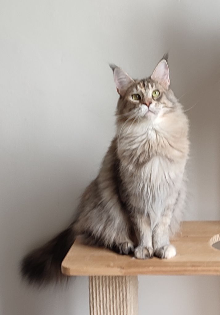 Maine Coon - CH. Elcontra Korsica d'dar