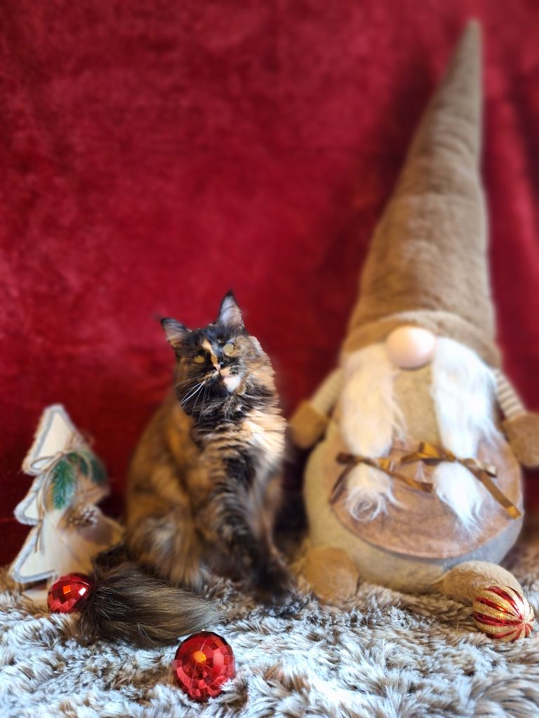 Maine Coon - Saturne Du Lynx De Meldyck