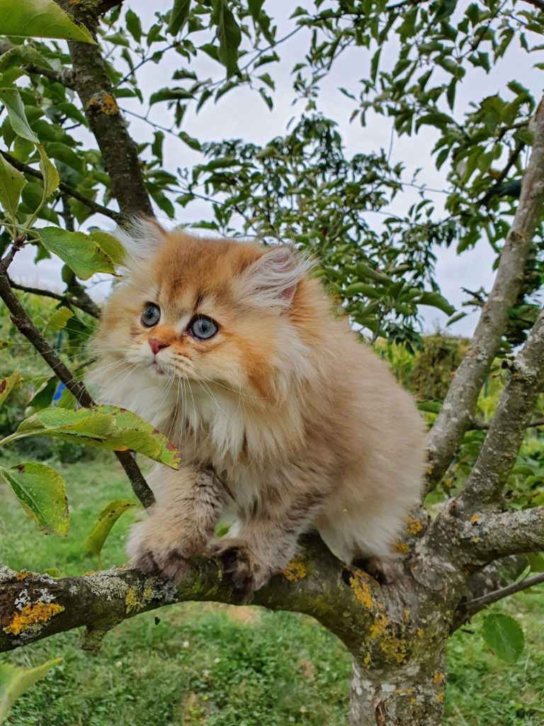 British Shorthair et Longhair - Ryme du palais à strass