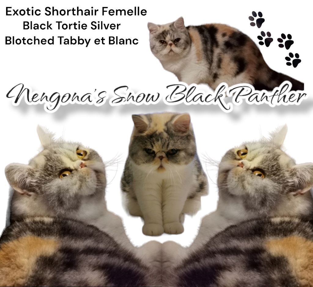 Nengona's Snow black panther