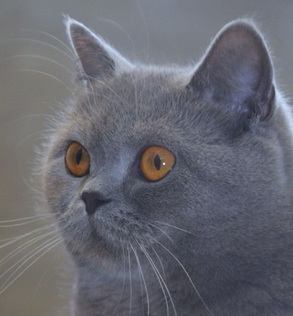 British Shorthair et Longhair - Best Cat Ever Trinity