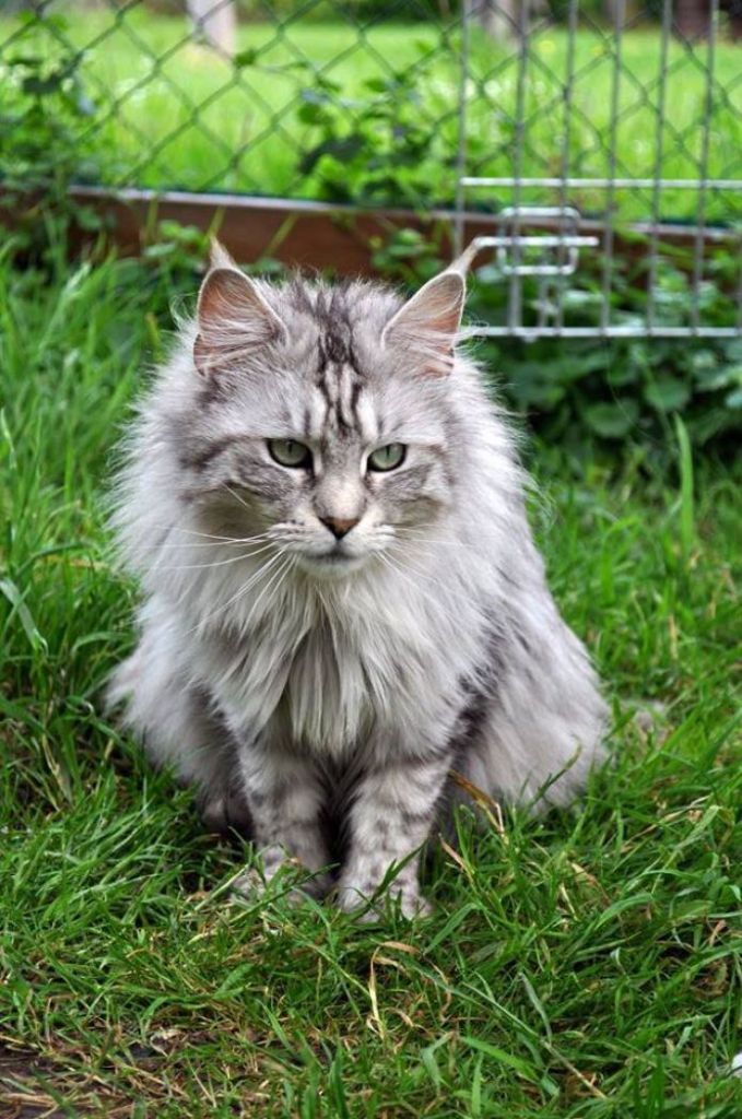 Maine Coon - So Out-coon's Indochine