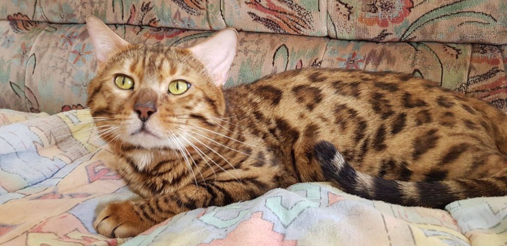 Bengal - Wondercatbengal's Mooglie