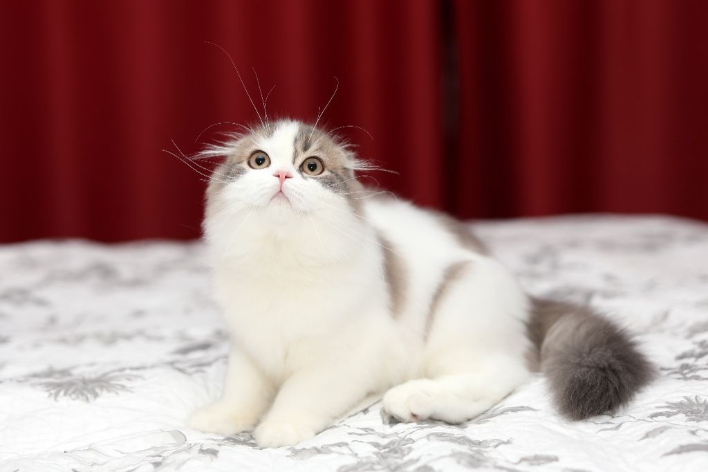 Scottish Fold - CH. varnais Zeus