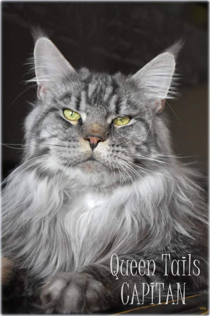 Maine Coon - queen tails Capitain