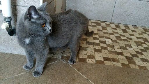 British Shorthair et Longhair - Noblesse du clos des avn