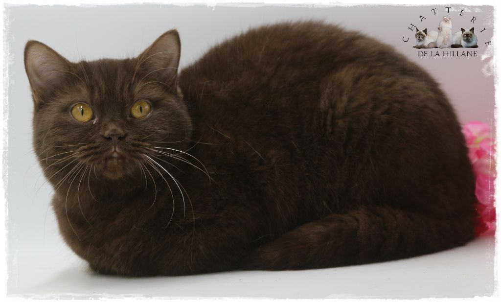 British Shorthair et Longhair - CH. Orangina De La Hillane