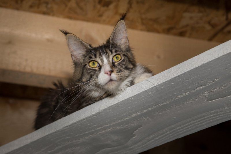 Maine Coon - Pin-up Au Margail