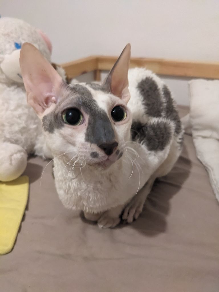 Cornish Rex - CH. miracle house Charlie