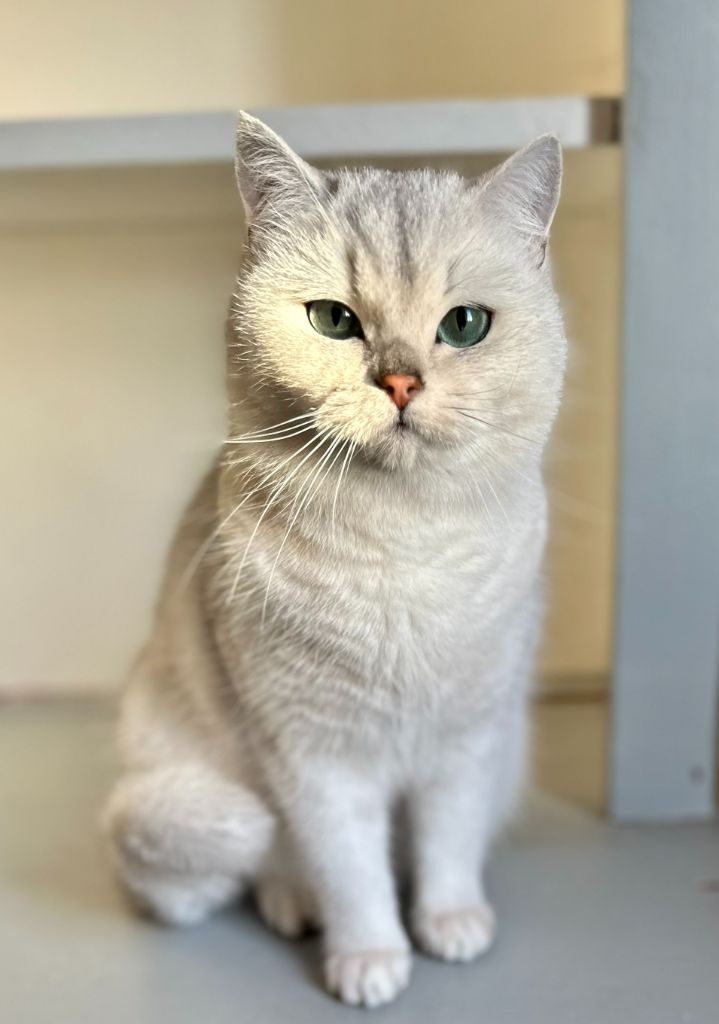 Les British Shorthair et Longhair de l'affixe To Sweet Feline