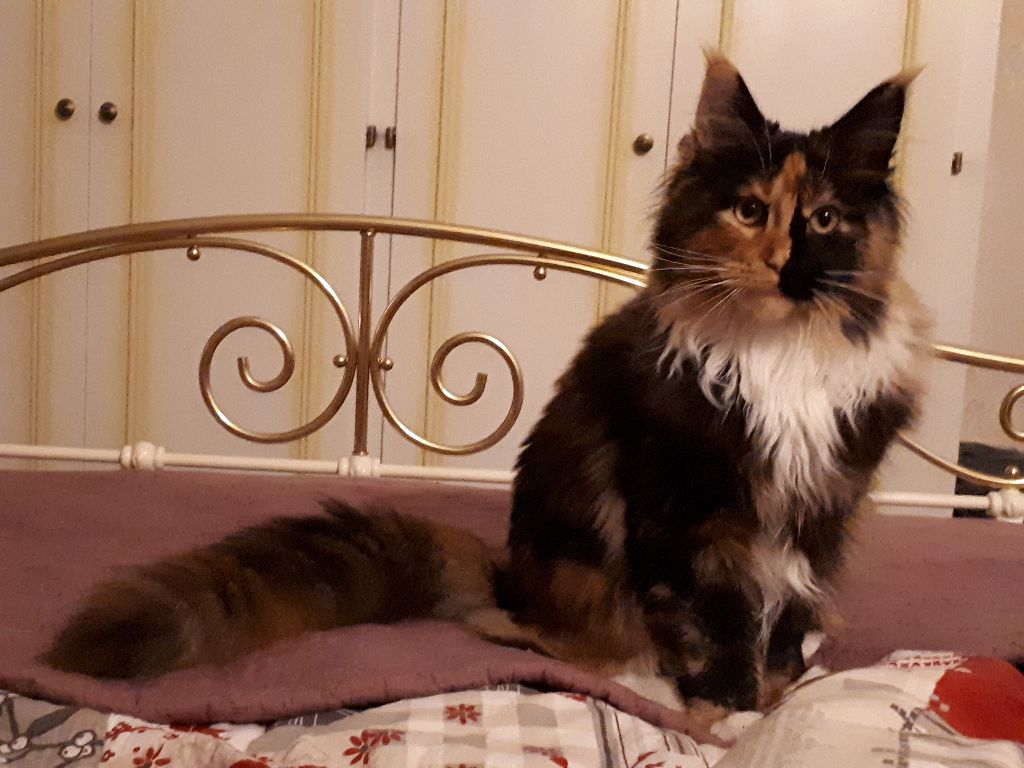 Maine Coon - Latigun Nefertiti